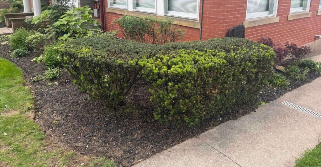grato-landscaping-bush-corner-after